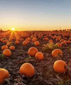 40 Small Sugar Pumpkin Seeds – Orange Pie & Carving Cucurbita Pepo - Image 3