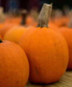 40 Small Sugar Pumpkin Seeds – Orange Pie & Carving Cucurbita Pepo - Image 4