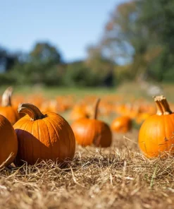 40 Small Sugar Pumpkin Seeds – Orange Pie & Carving Cucurbita Pepo - Image 5