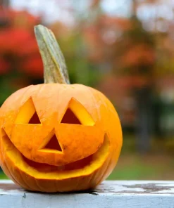 40 Small Sugar Pumpkin Seeds – Orange Pie & Carving Cucurbita Pepo - Image 6