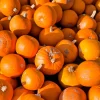 40 Small Sugar Pumpkin Seeds – Orange Pie & Carving Cucurbita Pepo - Image 1