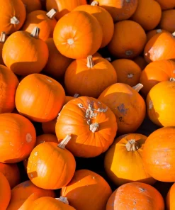 40 Small Sugar Pumpkin Seeds – Orange Pie & Carving Cucurbita Pepo - Image 1