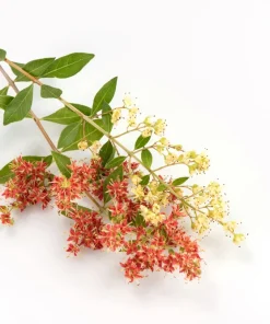 40 White Flowering Henna Tree Seeds - Lawsonia Inermis Alba Dye - Image 10