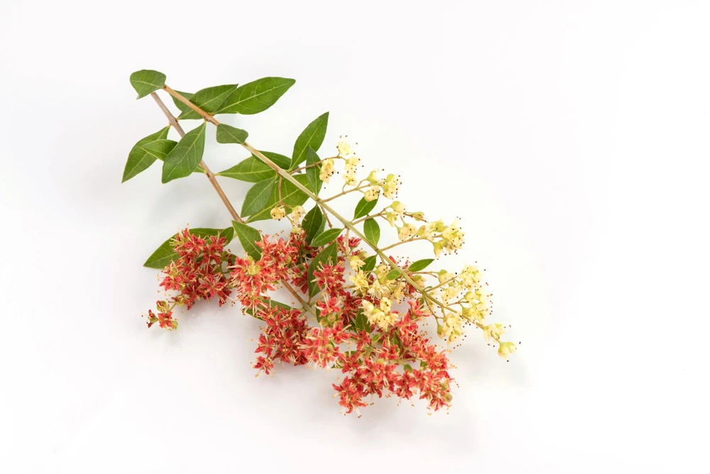 40 White Flowering Henna Tree Seeds - Lawsonia Inermis Alba Dye - Image 10
