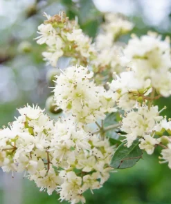 40 White Flowering Henna Tree Seeds - Lawsonia Inermis Alba Dye - Image 2