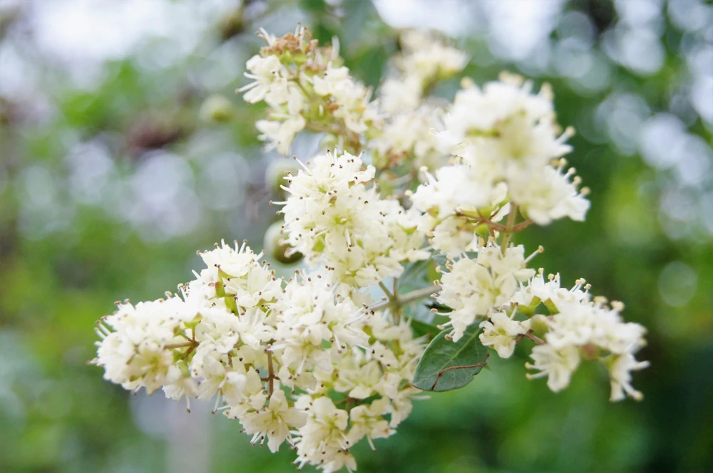 40 White Flowering Henna Tree Seeds - Lawsonia Inermis Alba Dye - Image 2