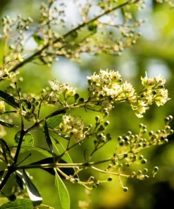 40 White Flowering Henna Tree Seeds - Lawsonia Inermis Alba Dye - Image 4