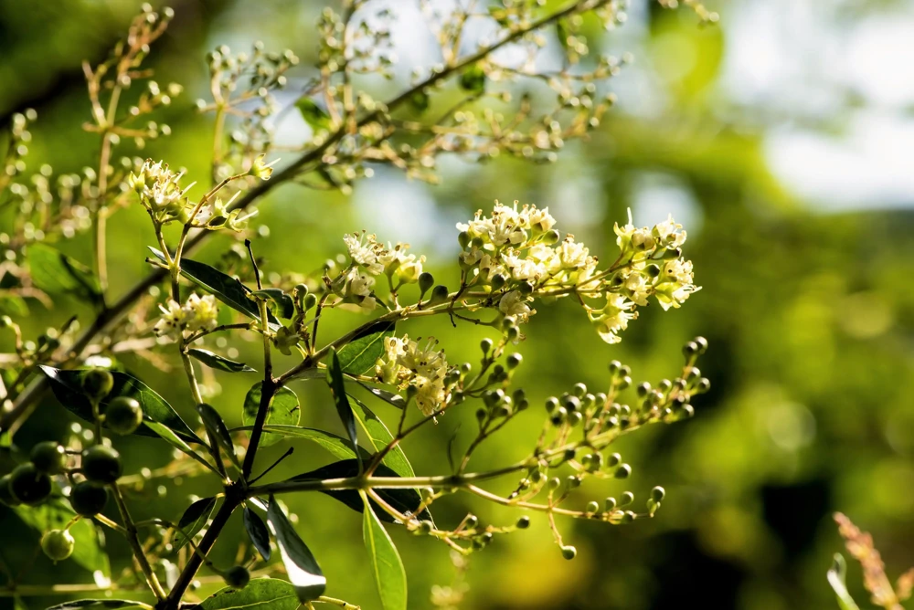 40 White Flowering Henna Tree Seeds - Lawsonia Inermis Alba Dye - Image 4
