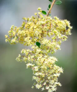 40 White Flowering Henna Tree Seeds - Lawsonia Inermis Alba Dye - Image 6