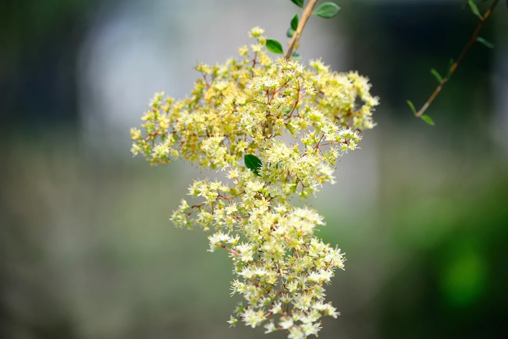 40 White Flowering Henna Tree Seeds - Lawsonia Inermis Alba Dye - Image 6