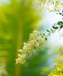 40 White Flowering Henna Tree Seeds - Lawsonia Inermis Alba Dye - Image 7