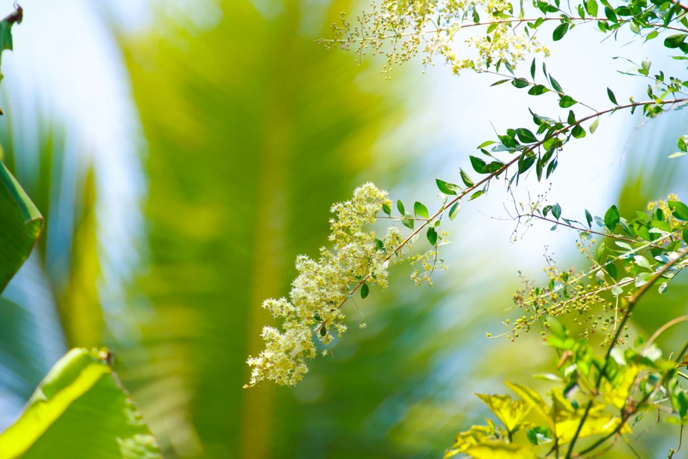 40 White Flowering Henna Tree Seeds - Lawsonia Inermis Alba Dye - Image 7