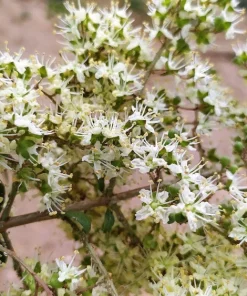 40 White Flowering Henna Tree Seeds - Lawsonia Inermis Alba Dye - Image 8