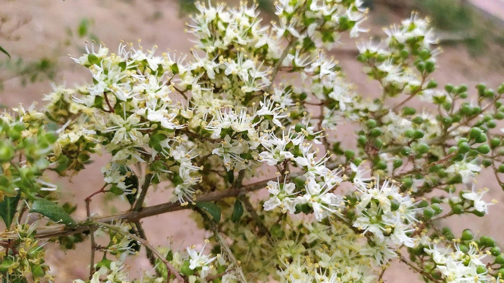 40 White Flowering Henna Tree Seeds - Lawsonia Inermis Alba Dye - Image 8