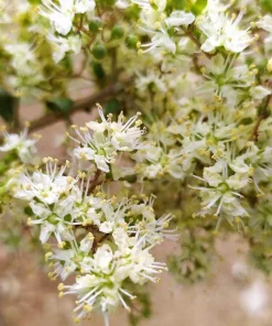 40 White Flowering Henna Tree Seeds - Lawsonia Inermis Alba Dye - Image 9