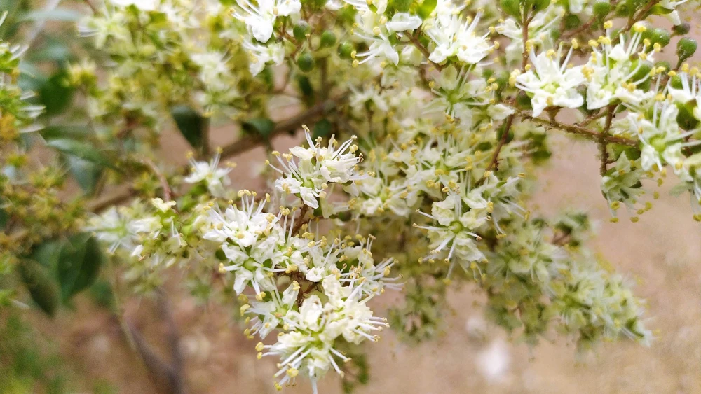 40 White Flowering Henna Tree Seeds - Lawsonia Inermis Alba Dye - Image 9