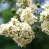 40 White Flowering Henna Tree Seeds - Lawsonia Inermis Alba Dye - Image 1