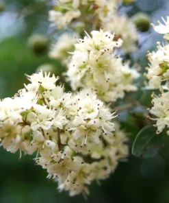 40 White Flowering Henna Tree Seeds - Lawsonia Inermis Alba Dye - Image 1