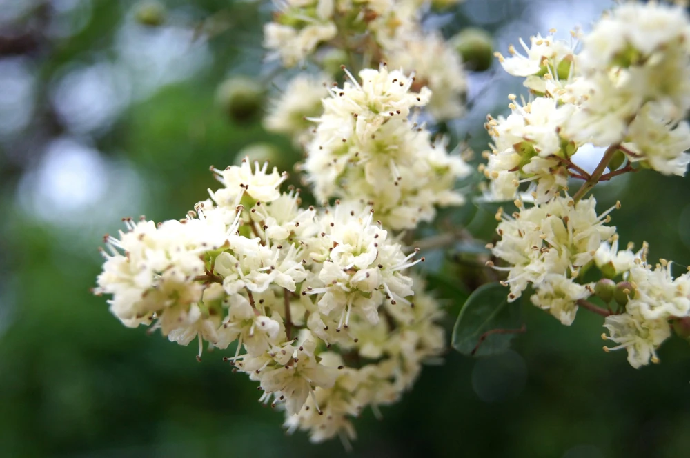 40 White Flowering Henna Tree Seeds - Lawsonia Inermis Alba Dye - Image 1