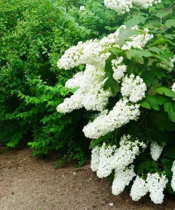 40 White Oak Leaf Hydrangea Quercifolia Shrub Flower Seeds - Outdoor - Image 10