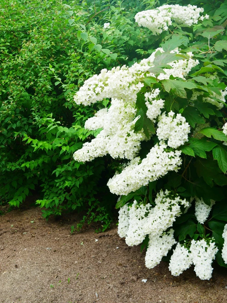 40 White Oak Leaf Hydrangea Quercifolia Shrub Flower Seeds - Outdoor - Image 10
