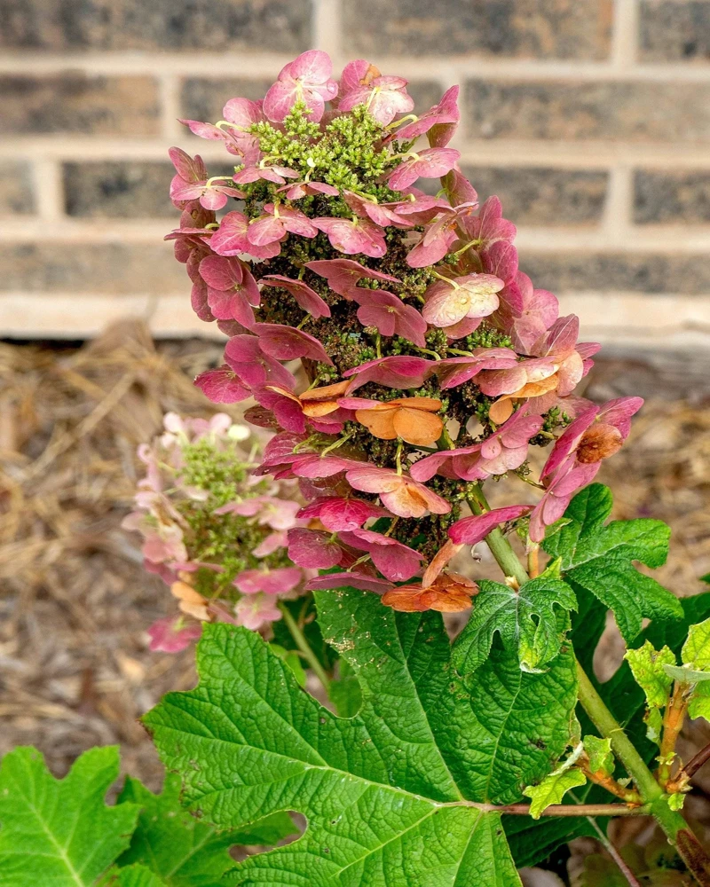 40 White Oak Leaf Hydrangea Quercifolia Shrub Flower Seeds - Outdoor - Image 11