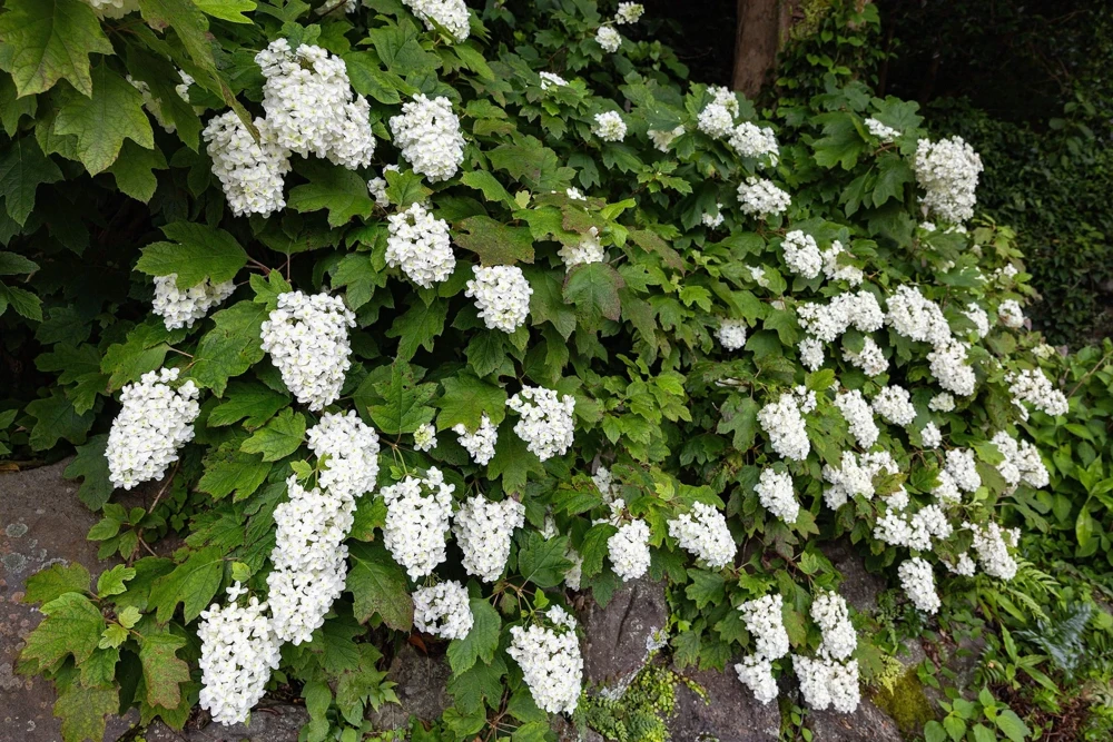 40 White Oak Leaf Hydrangea Quercifolia Shrub Flower Seeds - Outdoor - Image 12
