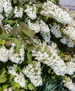 40 White Oak Leaf Hydrangea Quercifolia Shrub Flower Seeds - Outdoor - Image 13