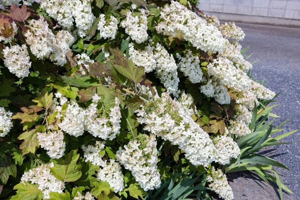 40 White Oak Leaf Hydrangea Quercifolia Shrub Flower Seeds - Outdoor - Image 13