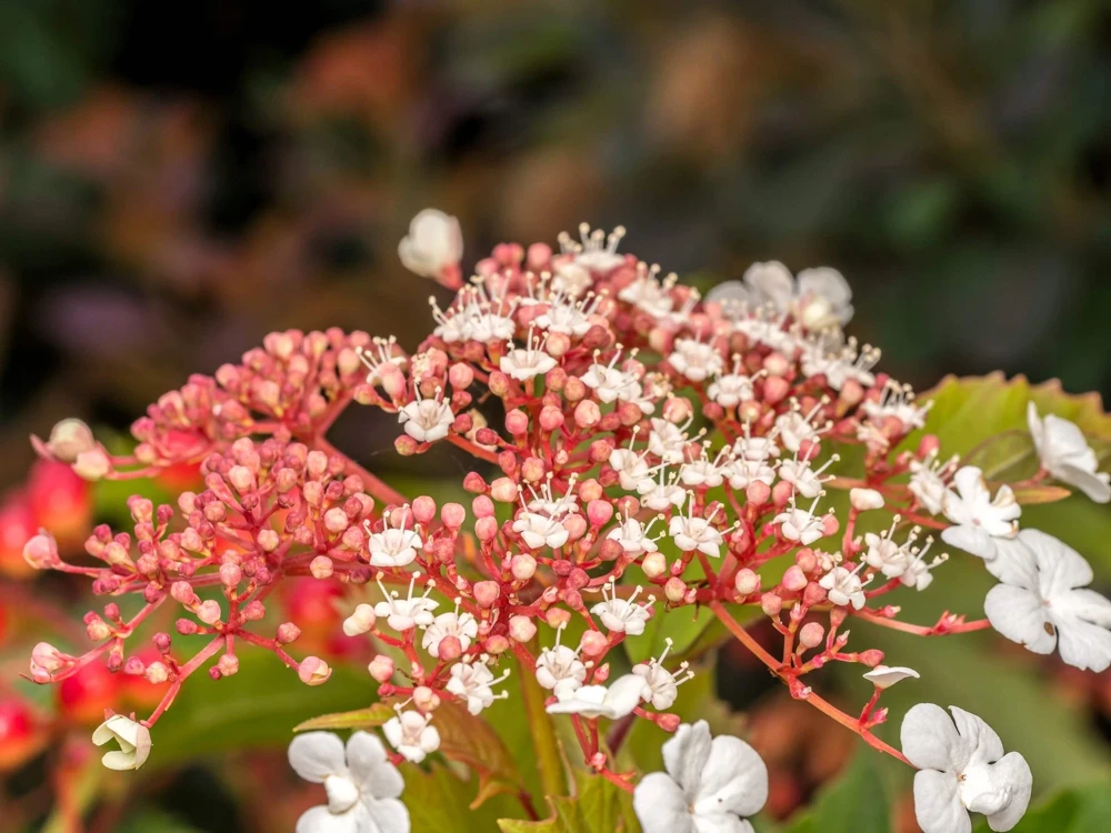 40 White Oak Leaf Hydrangea Quercifolia Shrub Flower Seeds - Outdoor - Image 14