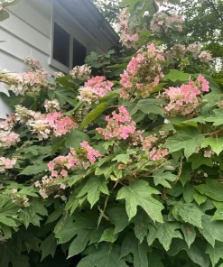 40 White Oak Leaf Hydrangea Quercifolia Shrub Flower Seeds - Outdoor - Image 15