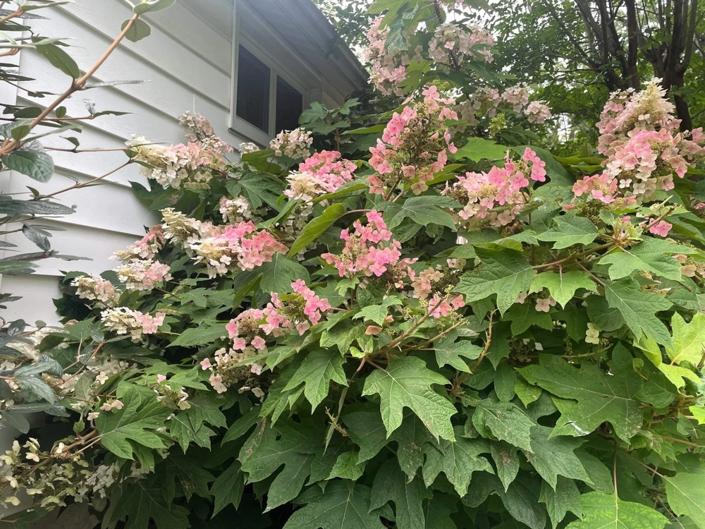 40 White Oak Leaf Hydrangea Quercifolia Shrub Flower Seeds - Outdoor - Image 15