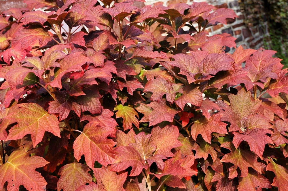 40 White Oak Leaf Hydrangea Quercifolia Shrub Flower Seeds - Outdoor - Image 2