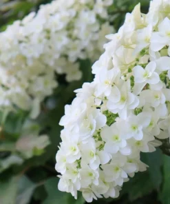 40 White Oak Leaf Hydrangea Quercifolia Shrub Flower Seeds - Outdoor - Image 3