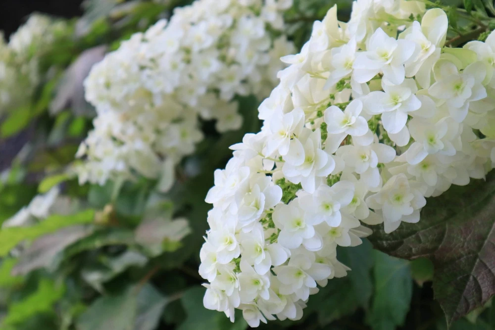 40 White Oak Leaf Hydrangea Quercifolia Shrub Flower Seeds - Outdoor - Image 3