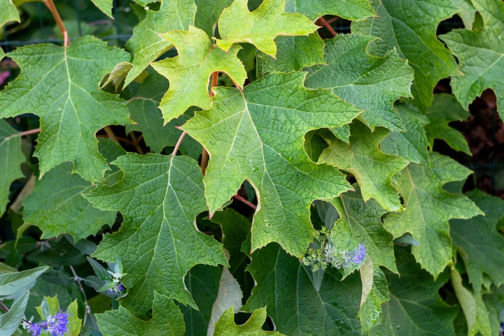 40 White Oak Leaf Hydrangea Quercifolia Shrub Flower Seeds - Outdoor - Image 4