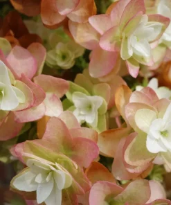 40 White Oak Leaf Hydrangea Quercifolia Shrub Flower Seeds - Outdoor - Image 5