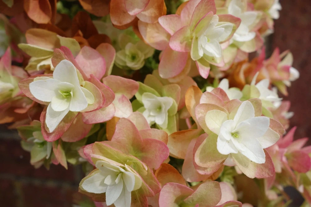 40 White Oak Leaf Hydrangea Quercifolia Shrub Flower Seeds - Outdoor - Image 5