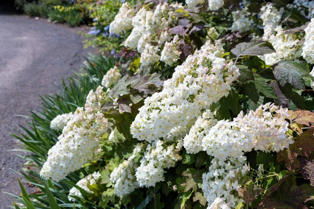 40 White Oak Leaf Hydrangea Quercifolia Shrub Flower Seeds - Outdoor - Image 6