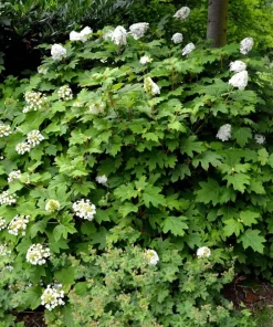 40 White Oak Leaf Hydrangea Quercifolia Shrub Flower Seeds - Outdoor - Image 7