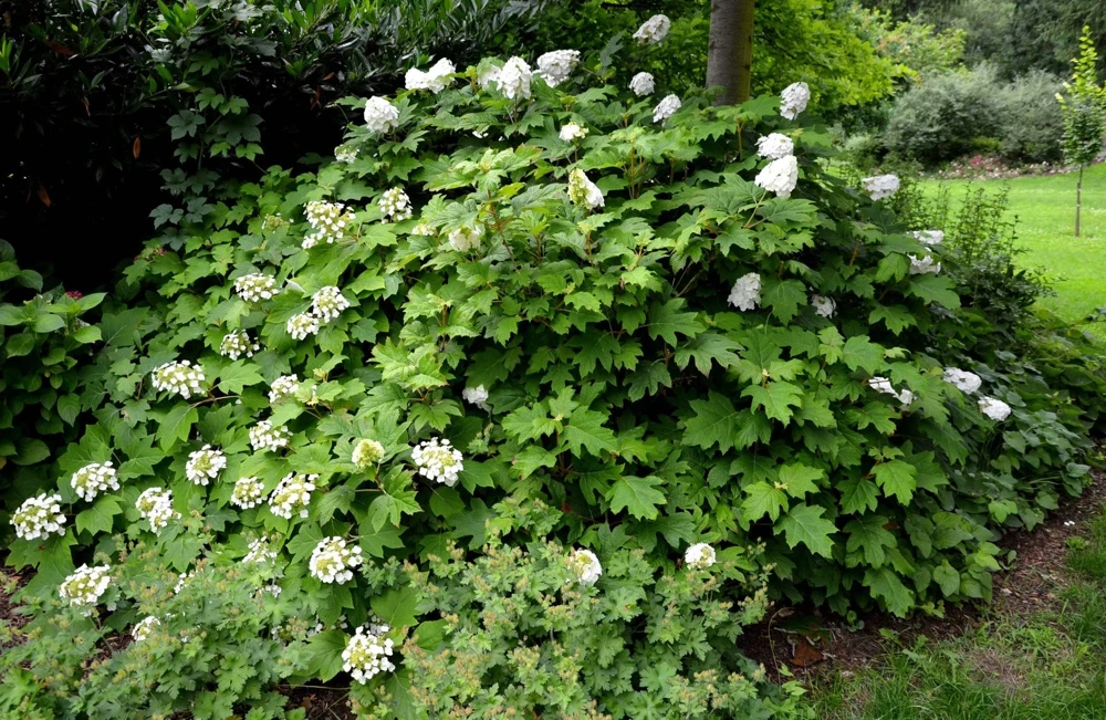 40 White Oak Leaf Hydrangea Quercifolia Shrub Flower Seeds - Outdoor - Image 7