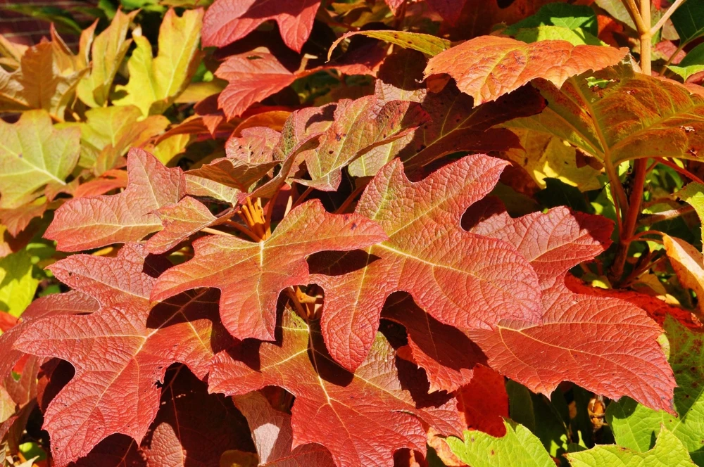 40 White Oak Leaf Hydrangea Quercifolia Shrub Flower Seeds - Outdoor - Image 8