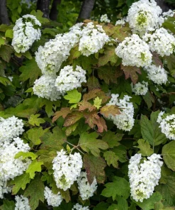 40 White Oak Leaf Hydrangea Quercifolia Shrub Flower Seeds - Outdoor - Image 1