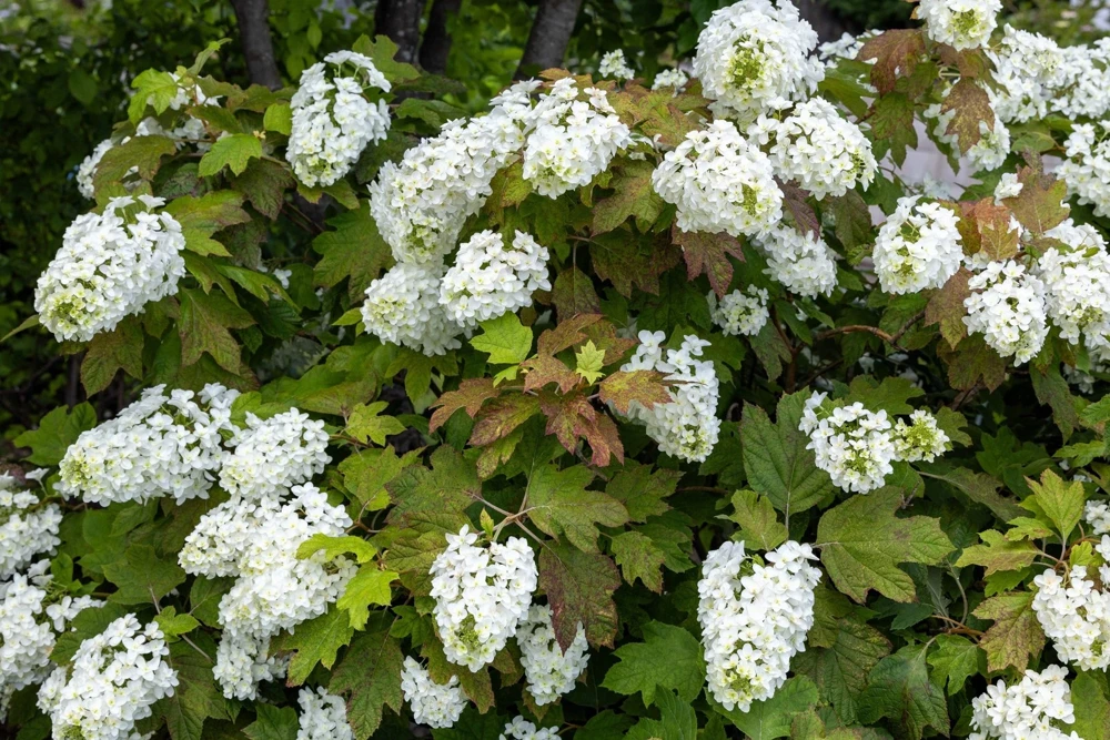 40 White Oak Leaf Hydrangea Quercifolia Shrub Flower Seeds - Outdoor - Image 1