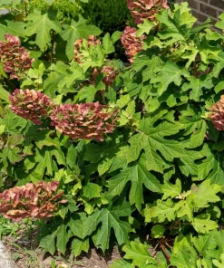 40 White Oak Leaf Hydrangea Quercifolia Shrub Flower Seeds - Outdoor - Image 9