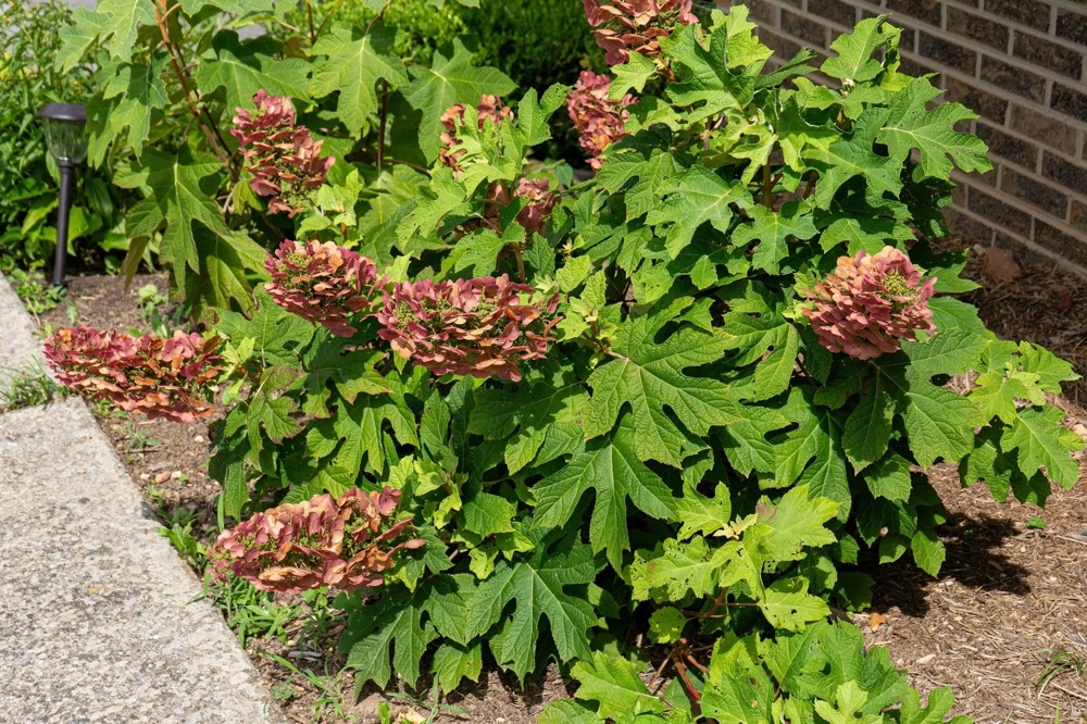 40 White Oak Leaf Hydrangea Quercifolia Shrub Flower Seeds - Outdoor - Image 9