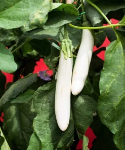 40 White Star Finger Fruit Eggplant Seeds - Solanum Melongena Aubergine Vegetable Seeds - Image 2