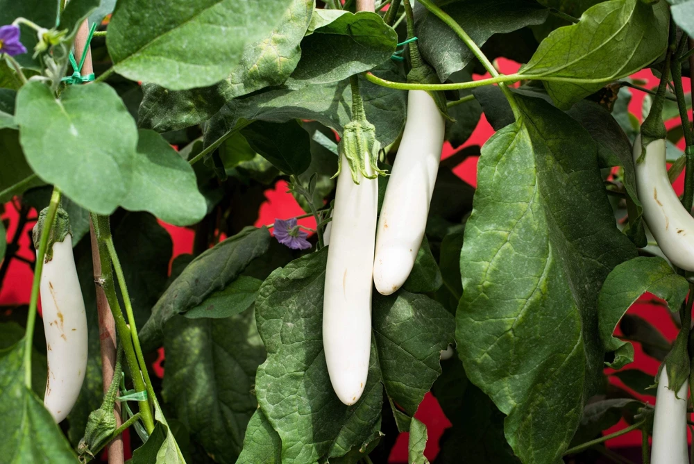 40 White Star Finger Fruit Eggplant Seeds - Solanum Melongena Aubergine Vegetable Seeds - Image 2
