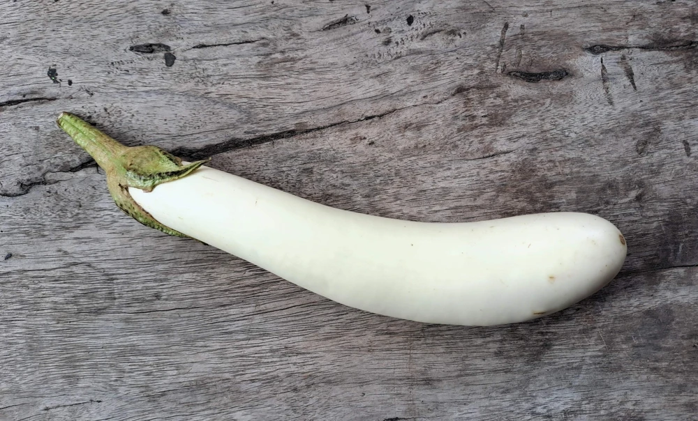 40 White Star Finger Fruit Eggplant Seeds - Solanum Melongena Aubergine Vegetable Seeds - Image 1