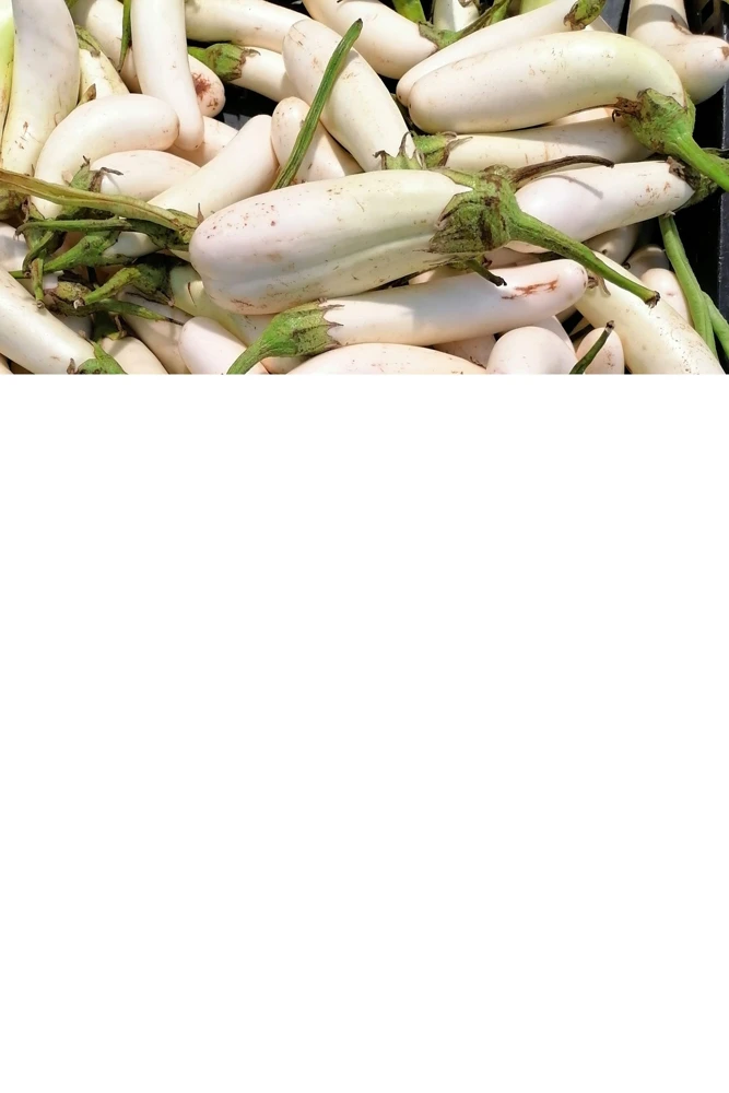 40 White Star Finger Fruit Eggplant Seeds - Solanum Melongena Aubergine Vegetable Seeds - Image 7